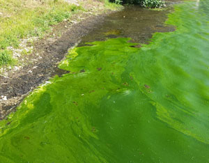 algae bloom on Roseland Lake