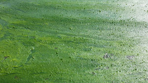 Algae bloom at Roseland Lake
