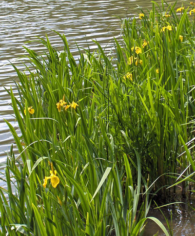 Iris pseudacorus.