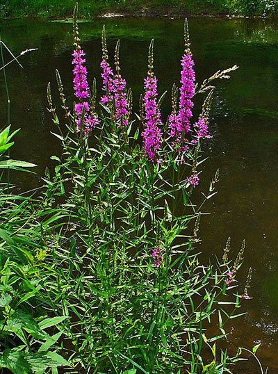 Lythrum salicaria