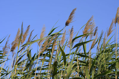 Phragmites