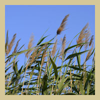 Phragmites