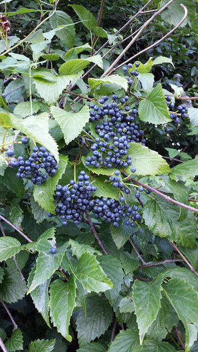 Southern Arrowood, photo by Bet Z Smith