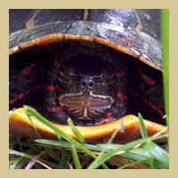 Contacts for Roseland Lake