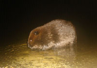 Beaver. Photo by Patrick ML Smith