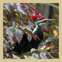 Pileated Woodpecker.  Photo by Patrick ML Smith