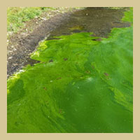 Preventing pollution at Roseland Lake