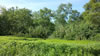 Zeelandia: The shoreline.  Patches of invasive phragmites were sprayed by the CT DEEP about a month after this photo was taken